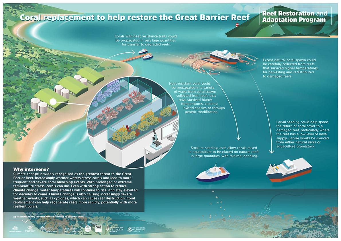 Coral replacement to help restore the Great Barrier Reef