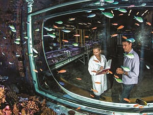 Innovative ways to help the Great Barrier Reef are being explored in the National Sea Simulator, AIMS