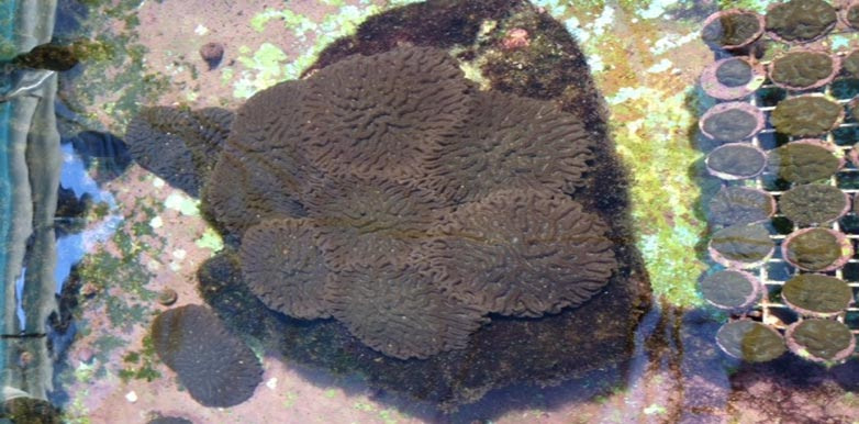 Structure by massive corals
