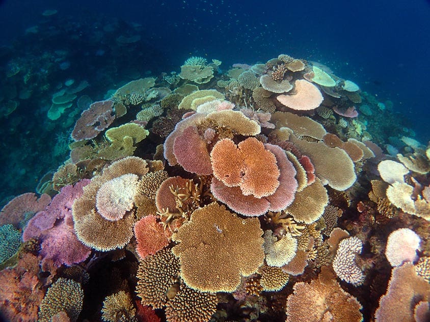 A heat stressed reef showing signs of bleaching