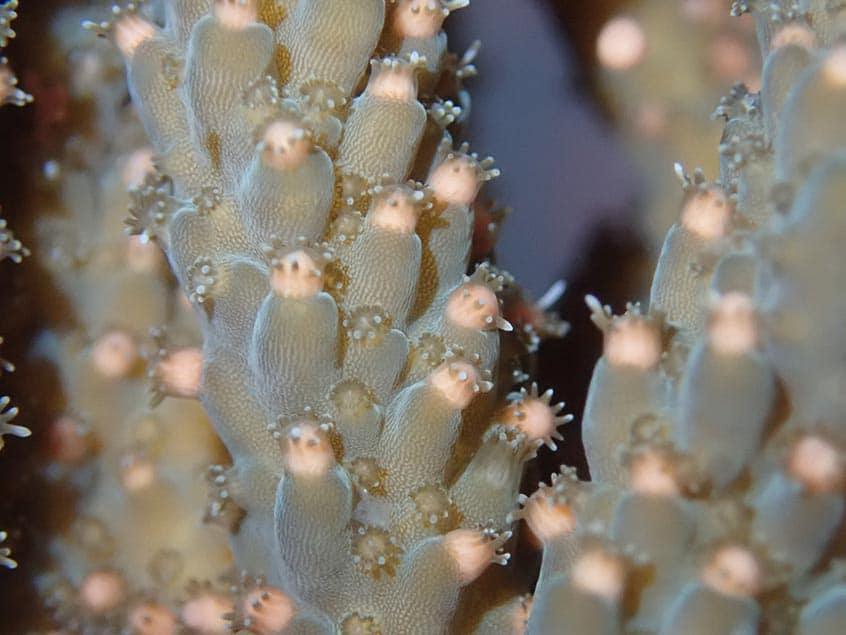 Seeding enhanced corals from existing stock by larval slick translocation